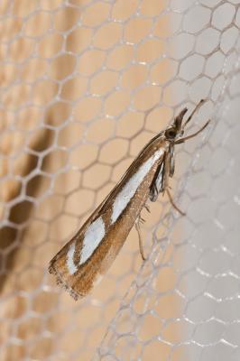  Catoptria myella (Hübner, 1796)