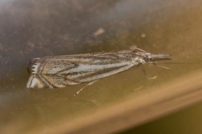  Crambus lathoniellus (Zincken, 1817)