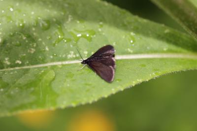  Pyrausta coracinalis Leraut, 1982