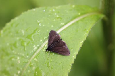  Pyrausta coracinalis Leraut, 1982