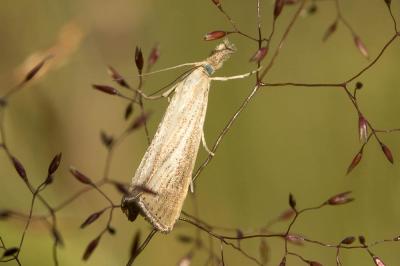  Agriphila straminella (Denis & Schiffermüller, 1775)