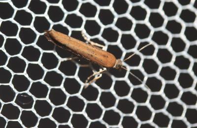  Ypsolopha ustella (Clerck, 1759)