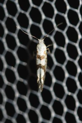  Argyresthia sorbiella (Treitschke, 1833)