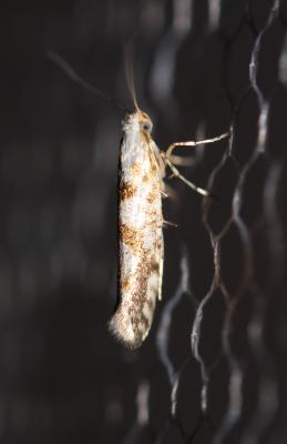  Argyresthia sorbiella (Treitschke, 1833)