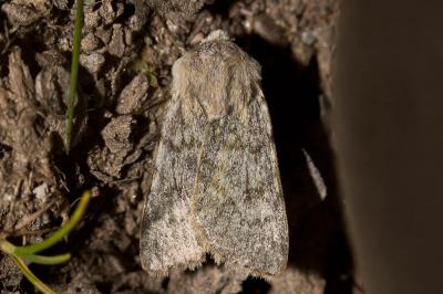Noctuelle du Simplon (La) Agrotis simplonia (Geyer, 1832)