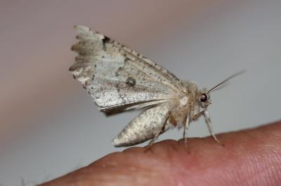 Ennomos dentelé (L') Odontopera bidentata (Clerck, 1759)