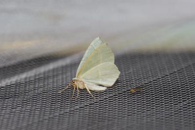 Céladon (Le) Campaea margaritaria (Linnaeus, 1760)