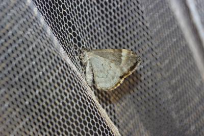 Incertaine (L'), Phalène ondée (La) Xanthorhoe fluctuata (Linnaeus, 1758)