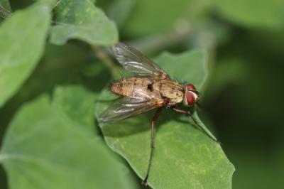  Dexia rustica (Fabricius, 1775)