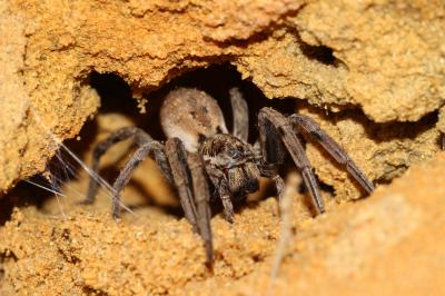 Araignées-loups Lycosidae 