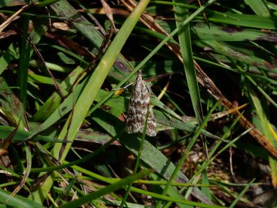  Eudonia sudetica (Zeller, 1839)