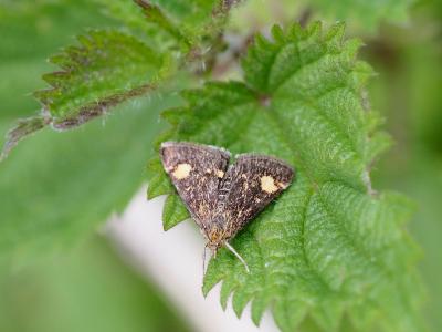  Pyrausta aurata (Scopoli, 1763)
