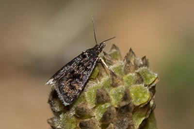  Heliothela wulfeniana (Scopoli, 1763)