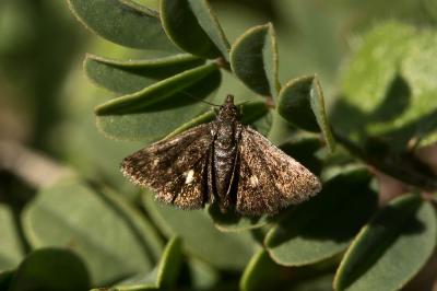  Heliothela wulfeniana (Scopoli, 1763)
