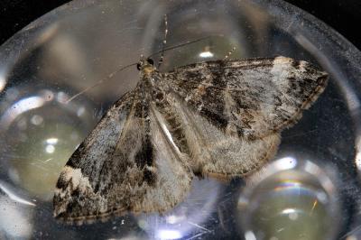 Cidarie roussâtre (La) Dysstroma truncata (Hufnagel, 1767)