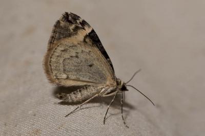 Cidarie roussâtre (La) Dysstroma truncata (Hufnagel, 1767)