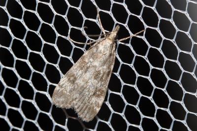  Scoparia subfusca Haworth, 1811