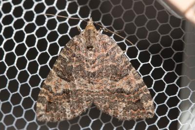 Larentie lavée (La) Hydriomena furcata (Thunberg & Borgström, 1784)