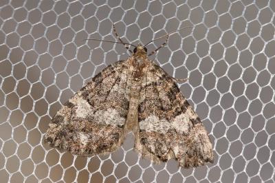 Larentie lavée (La) Hydriomena furcata (Thunberg & Borgström, 1784)