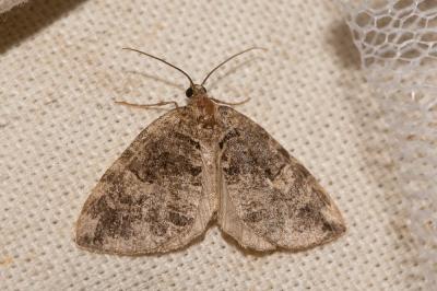 Larentie lavée (La) Hydriomena furcata (Thunberg & Borgström, 1784)