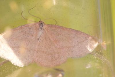 Acidalie à trois raies (L') Scopula ternata (Schrank, 1802)