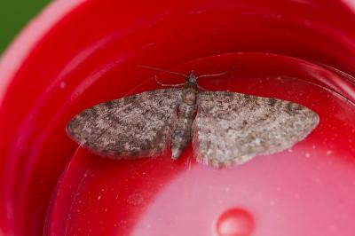 Eupithécie noirâtre (L') Eupithecia subfuscata (Haworth, 1809)