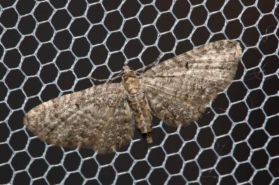 Eupithécie noirâtre (L') Eupithecia subfuscata (Haworth, 1809)
