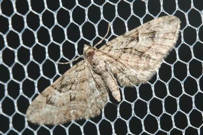 Eupithécie chétive (L') Eupithecia pusillata (Denis & Schiffermüller, 1775)