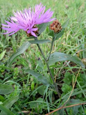Centaurée jacée, Tête de moineau, Ambrette Centaurea jacea L., 1753