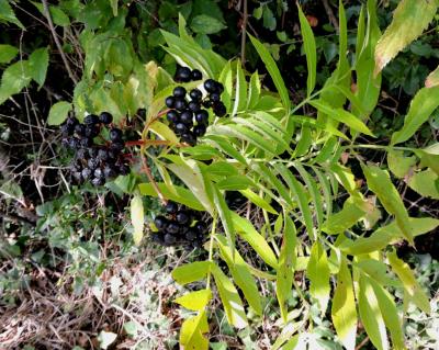 Sureau yèble, Herbe à l'aveugle Sambucus ebulus L., 1753
