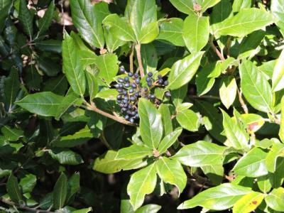 Viorne tin, Fatamot Viburnum tinus L., 1753