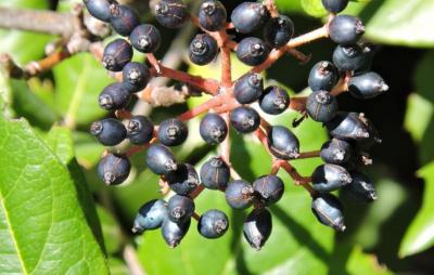 Viorne tin, Fatamot Viburnum tinus L., 1753
