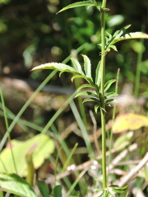 Serratule des teinturiers, Sarrette Serratula tinctoria L., 1753