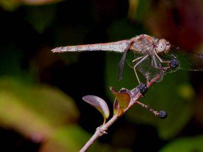 Sympétrum fascié (Le) Sympetrum striolatum (Charpentier, 1840)