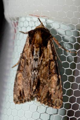 Campagnarde (La) Apamea crenata (Hufnagel, 1766)