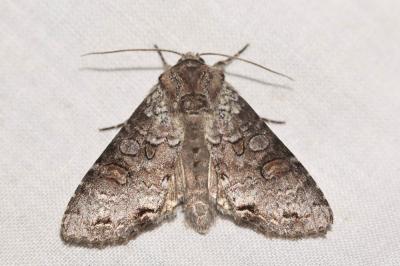Noctuelle teinte (La), Noctuelle du Bouleau (La) Polia hepatica (Clerck, 1759)