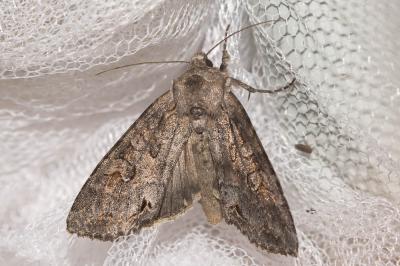 Etrangère (L') Polia bombycina (Hufnagel, 1766)