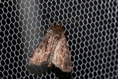 Noctuelle des éboulis (La) Conisania renati (Oberthür, 1890)