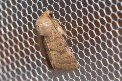 Noctuelle de la Morgeline (La) Hoplodrina octogenaria (Goeze, 1781)