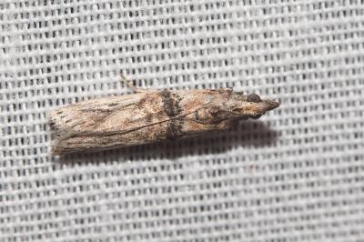  Nephopterix angustella (Hübner, 1796)