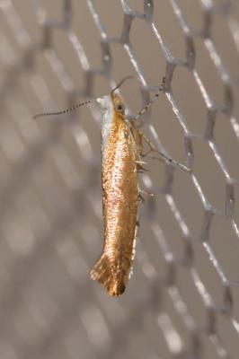  Argyresthia albistria (Haworth, 1828)