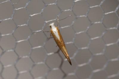  Argyresthia albistria (Haworth, 1828)