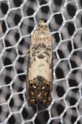  Pammene fasciana (Linnaeus, 1760)
