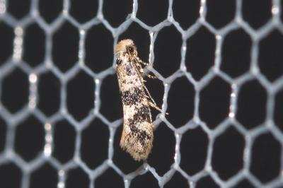  Infurcitinea atrifasciella (Staudinger, 1871)
