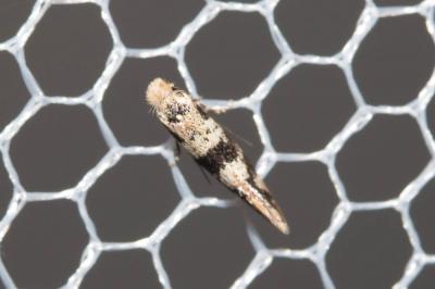  Infurcitinea atrifasciella (Staudinger, 1871)