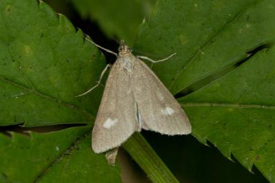  Udea alpinalis (Denis & Schiffermüller, 1775)