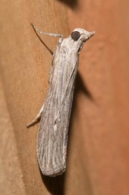  Epischnia prodromella (Hübner, 1799)