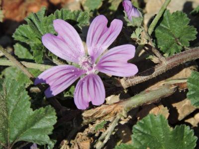 Mauve sauvage, Mauve sylvestre, Grande mauve Malva sylvestris L., 1753