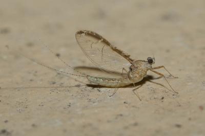 Ephémère, Mouche de mai Cloeon dipterum (Linnaeus, 1760)