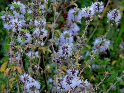 Menthe pouliot Mentha pulegium L., 1753